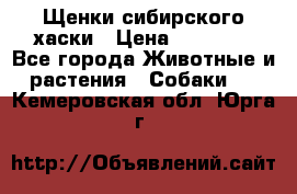 Щенки сибирского хаски › Цена ­ 12 000 - Все города Животные и растения » Собаки   . Кемеровская обл.,Юрга г.